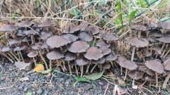 Pennatae