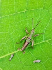 Sphenarium