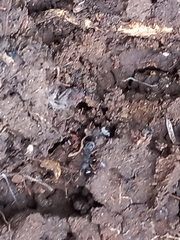 Tetramorium walshi