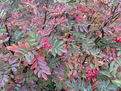 Sorbus sitchensis