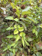 Celtis tenuifolia