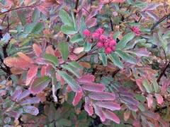 Sorbus sitchensis