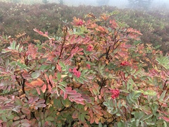 Sorbus sitchensis