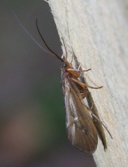 Anabolia