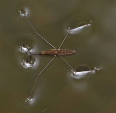 Aquarius najas