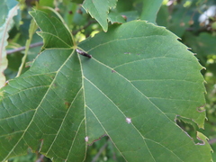 Eriophyes tiliae