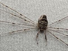 Dicranopalpus