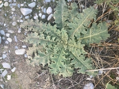 Verbascum sinuatum