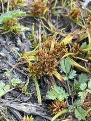 Cyperus lupulinus