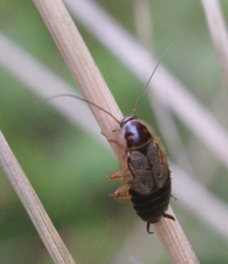 Ectobius sylvestris