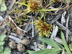 Cyperus lupulinus