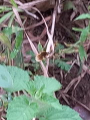 Bombyliini