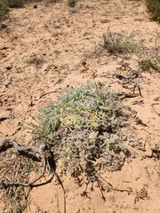 Pelargonium appendiculatum