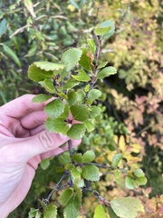 Betula glandulosa