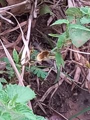 Bombyliini