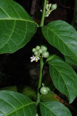 Solanum arboreum