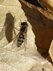 Syrphidae