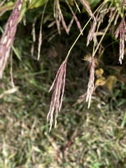 Brachypodium pinnatum