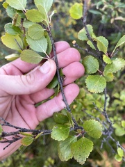 Betula glandulosa