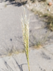 Bothriochloa