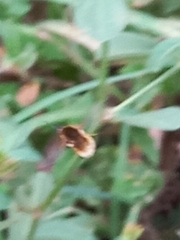 Bombyliini