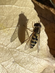 Syrphidae