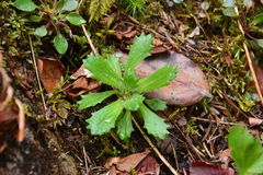 Micranthes ferruginea