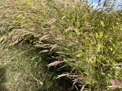 Brachypodium pinnatum