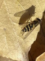 Syrphidae