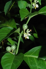 Solanum arboreum