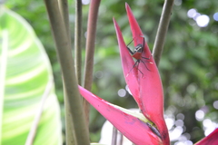 Leptoscelis militaris