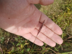Brachypodium pinnatum