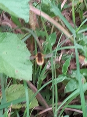 Bombyliini