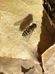 Syrphidae