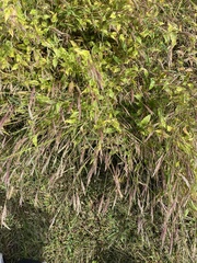 Brachypodium pinnatum