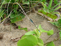 Odonata