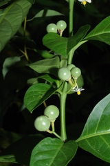 Solanum arboreum