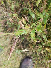 Brachypodium pinnatum