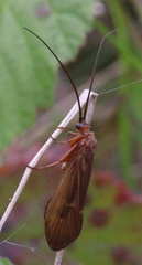 Anabolia