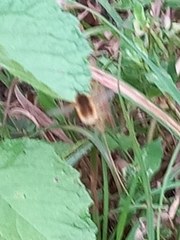 Bombyliini