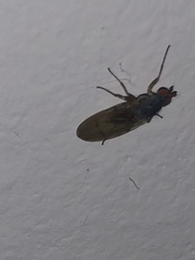 Heleomyzidae