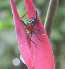 Leptoscelis militaris