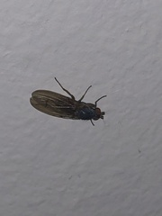 Heleomyzidae