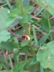 Bombyliini