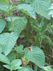 Bombyliini