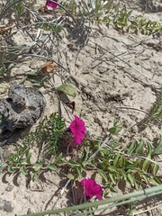 Petunia integrifolia