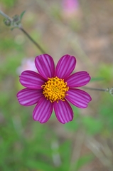 Bidens aequisquama