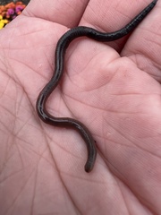 Lumbricus