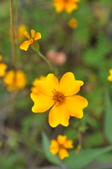 Tagetes tenuifolia