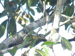 Dryobates spilogaster